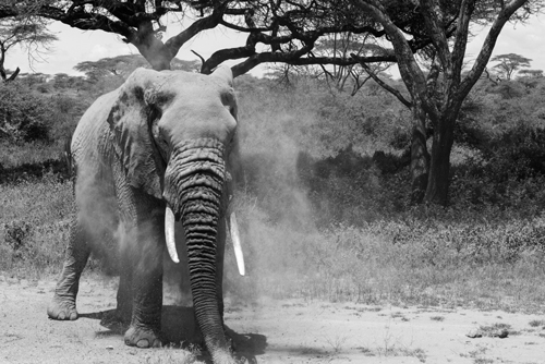 Ngorongoro photo